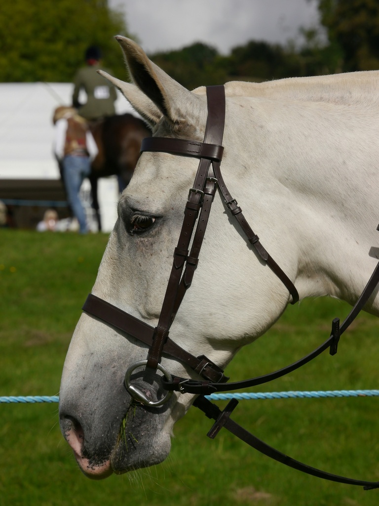 Halter